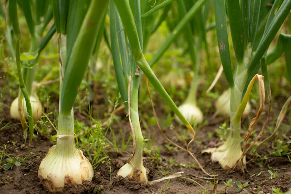 Bir tarlada toplanmaya hazır soğan sapları.