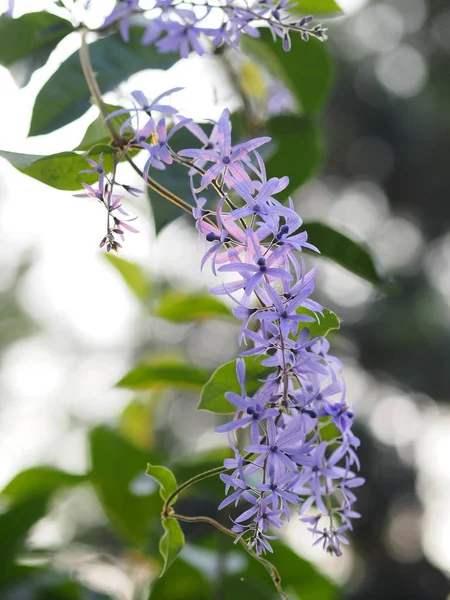 Sandpaper Vine Purple Wreath Bunga Adalah Sekelompok Ungu — Stok Foto