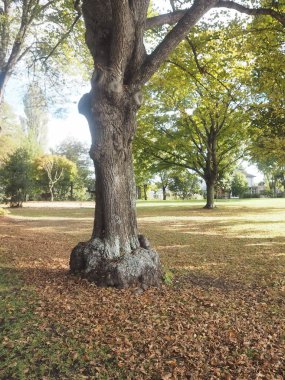 Büyük ağaç genel Park güzel
