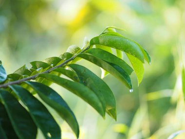 Doğa arka plan yeşil yaprakları