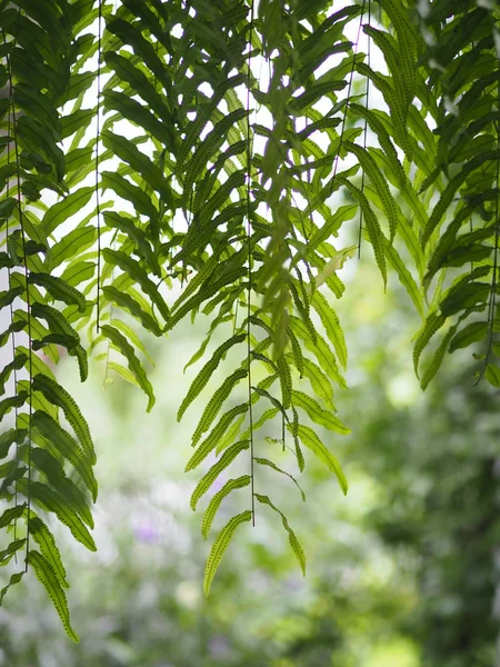 ネフロピス 園芸植物に植えられた品種 鉢植えを吊るす — ストック写真