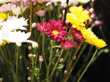 Closeup güller, Transvaal Daisy, Gerbera veridijolia pembe mor sarı beyaz çiçek siyah arka plan