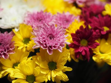 Closeup güller, Transvaal Daisy, Gerbera veridijolia pembe mor sarı beyaz çiçek siyah arka plan