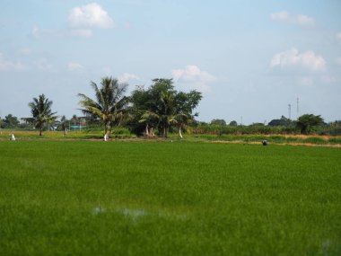 ağaç çimenli yemyeşil verdancy yemyeşil verdantly verdure verdurous verdurousness yeşillik manikürlü yeşilimsi viridity yeşil alanlar yeşil çimenler pirinç