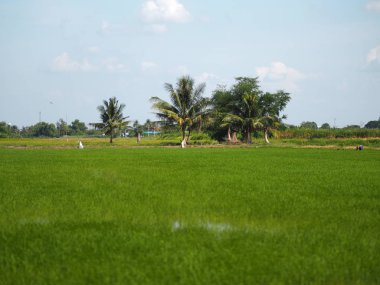 ağaç çimenli yemyeşil verdancy yemyeşil verdantly verdure verdurous verdurousness yeşillik manikürlü yeşilimsi viridity yeşil alanlar yeşil çimenler pirinç