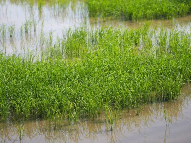 ağaç çimenli yemyeşil verdancy yemyeşil verdantly verdure verdurous verdurousness yeşillik manikürlü yeşilimsi viridity yeşil alanlar yeşil çimenler pirinç