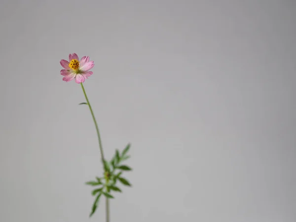 Rosa Blume Auf Weißem Hintergrund Rahmen Raum Zum Schreiben — Stockfoto