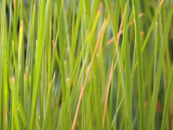 Arrière Plan Vert Herbe Belle Nature Laisse Champ — Photo