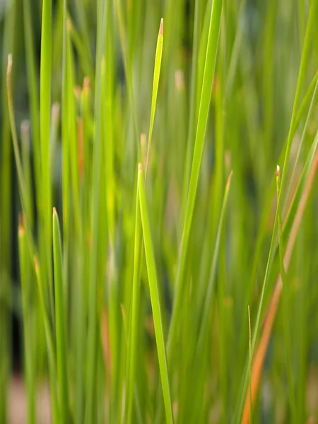 Fundo Verde Linha Grama Bela Natureza Folhas Campo — Fotografia de Stock