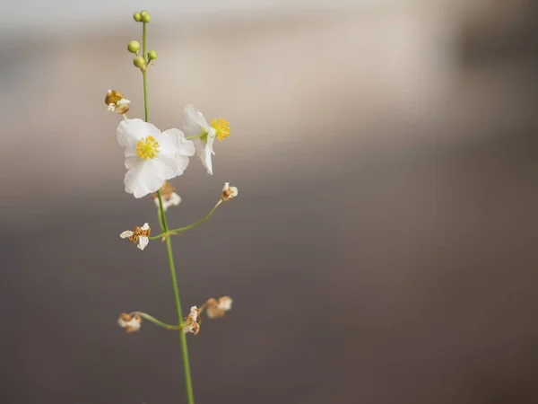 Hintergrund Raum Für Schreiben Jasminoides Gerdenia Crape Jasmin Weiße Blume — Stockfoto