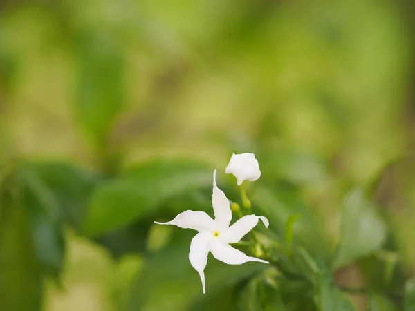 書き込みクチナシ Gerdenia ちりめんジャスミンの白い花の美しい自然の中の背景空間 — ストック写真