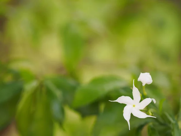 Фон Space Write Jasminoides Gerdenia Crape Jasmine White Flower Beautiful — стоковое фото