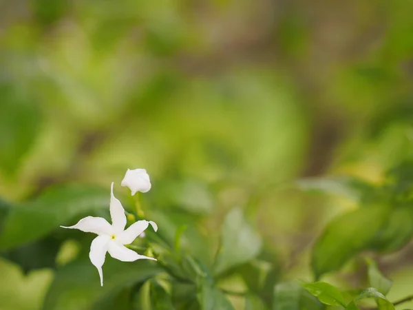 Фон Space Write Jasminoides Gerdenia Crape Jasmine White Flower Beautiful — стоковое фото