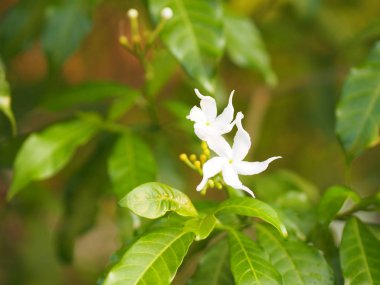 Tatlı jasminoides Gerdenia krep yasemin beyaz doğa güzel çiçek