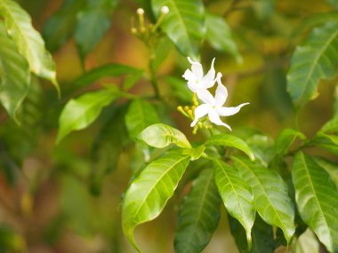 Tatlı jasminoides Gerdenia krep yasemin beyaz doğa güzel çiçek