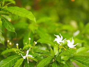 Tatlı jasminoides Gerdenia krep yasemin beyaz doğa güzel çiçek