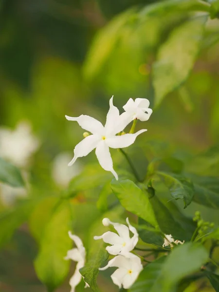 Closeup Jasminoides Gerdenia Crape Jasmine White Flower Beautiful Nature — Stock Photo, Image