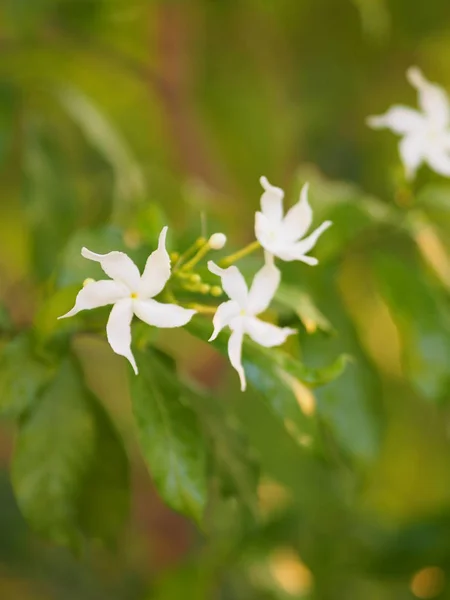 Closeup Jasmijn Gerdenia Floers Jasmijn Wit Bloem Mooi Natuur — Stockfoto