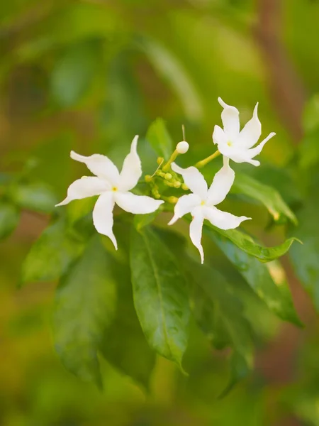 Closeup Jasmijn Gerdenia Floers Jasmijn Wit Bloem Mooi Natuur — Stockfoto