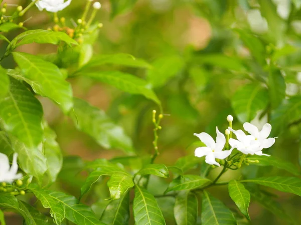 Крупный План Jasminoides Gerdenia Crape Жасмин Белый Цветок Красивый Природе — стоковое фото