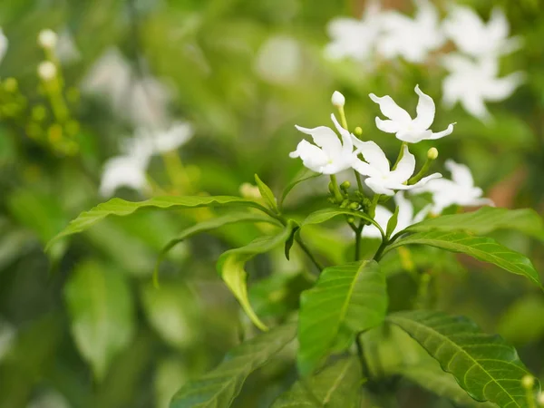 Dostępna Przez Zbliżenie Gerdenia Krepowy Jaśmin Biały Kwiat Piękna Przyrodzie — Zdjęcie stockowe
