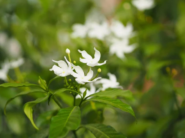 Крупный План Jasminoides Gerdenia Crape Жасмин Белый Цветок Красивый Природе — стоковое фото