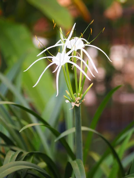 Blanco Deslumbrar Flor Pura Hippeastrum Amaryllis Regalo Navidad — Foto de Stock