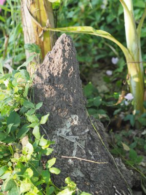 closeup karınca yuvası toprak termit beyaz karınca doğa
