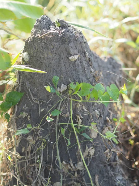 Closeup Anthill Soil Termite White Ant Nature — Stock Photo, Image