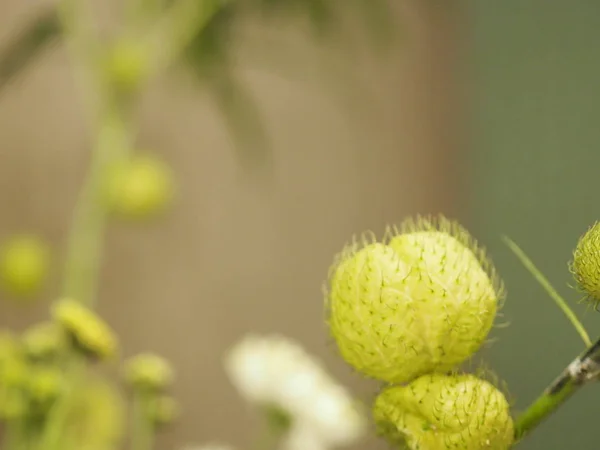 Närbild Balloonplant Ballong Cottonbush Swan Växt — Stockfoto