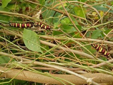 solucan larva kırmızı sarı kahverengi renkli hayvan doğa