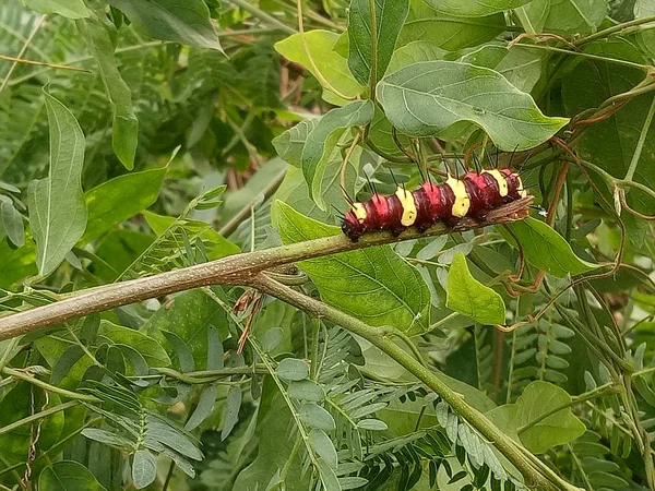 Verme Larva Vermelho Amarelo Marrom Colorido Animal Natureza — Fotografia de Stock