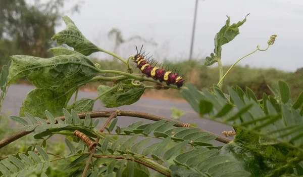 Verme Larva Vermelho Amarelo Marrom Colorido Animal Natureza — Fotografia de Stock