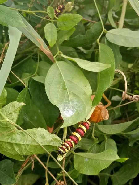 Larva Vierme Roșu Galben Maro Animal Colorat Natură — Fotografie, imagine de stoc