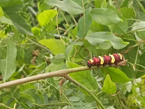 Gusano Larva Rojo Amarillo Marrón Colorido Animal Naturaleza —  Fotos de Stock