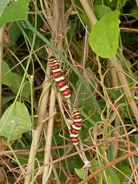 Worm Larva Red Yellow Brown Colorful Animal Nature — Stock Photo, Image