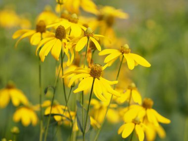 sarı çiçek güzel blakground doğa