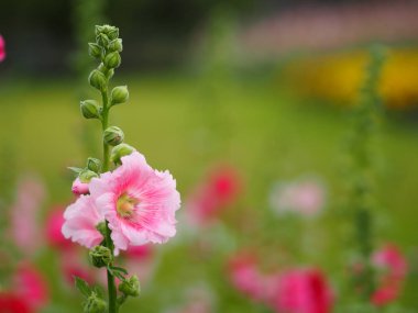 pembe çiçek arka plan boşluk için yazmak