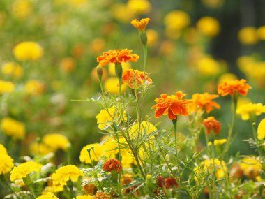 sarı ve turuncu güzel arka plan doğa çiçek