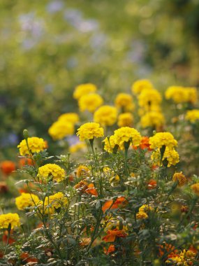 sarı ve turuncu güzel arka plan doğa çiçek