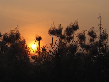 Sunrise Sun güneşi bush siyah treee arka plan gidiyor