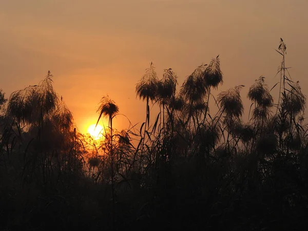 Sunrise Sun güneşi bush siyah treee arka plan gidiyor