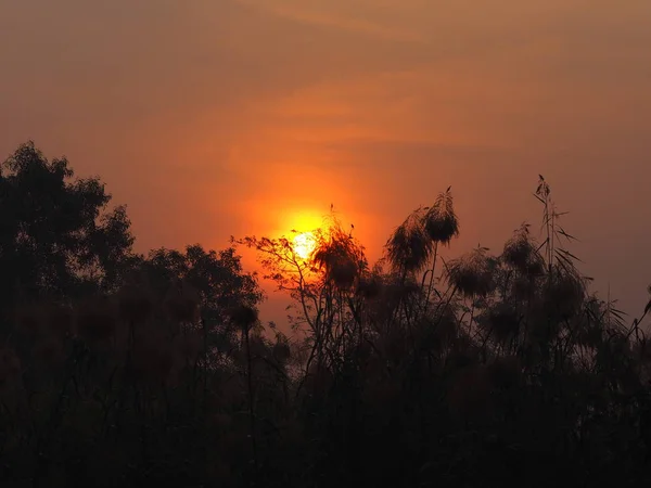 Sonnenaufgang Sonne Auf Die Sonne Geht Auf Hinter Dem Busch — Stockfoto