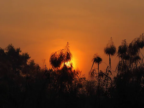ブッシュ黒 Treee 背景の背後にある太陽の光を太陽の日の出が上がってください — ストック写真