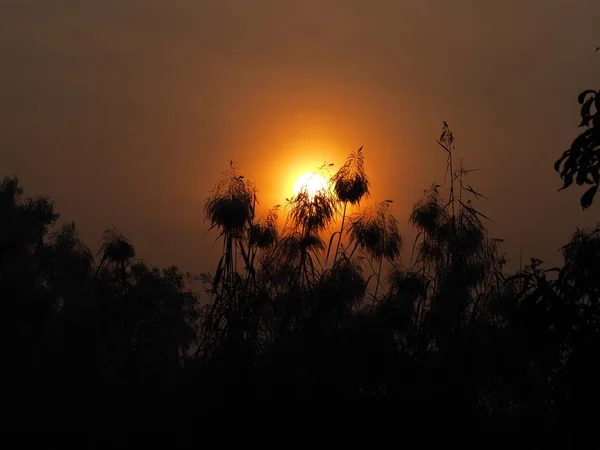 Amanecer Amanecer Amanecer Sol Levanta Detrás Del Arbusto Negro Fondo — Foto de Stock