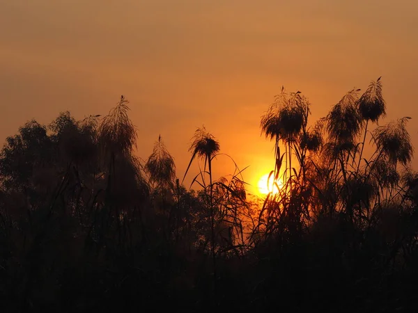 Sonnenaufgang Sonne Auf Die Sonne Geht Auf Hinter Dem Busch — Stockfoto