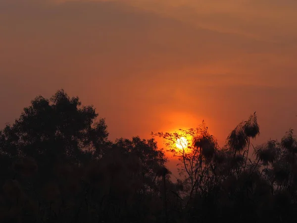 ブッシュ黒 Treee 背景の背後にある太陽の光を太陽の日の出が上がってください — ストック写真