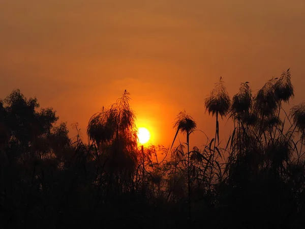 Sunrise Sun güneşi bush siyah treee arka plan gidiyor