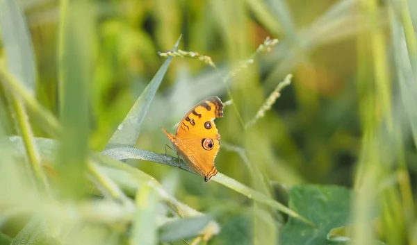 Mariposa Naranja Sobre Hierba Insecto Animal — Foto de Stock