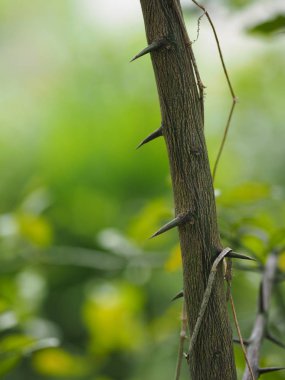 Thorn Cape, bergamot Mauritus papeda sülük kireç Güney Afrika'da bir kabile kireç hesperitium